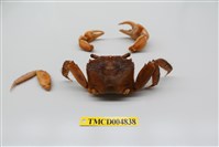 藏品(圓額新脹蟹)的圖片